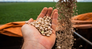 Goiás tem maior produção de feijão das últimas quatro safras